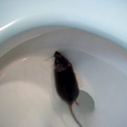 sewer rat in RV toilet - rv sanitation